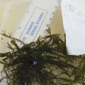 SITE2AQUATIC MOSS3